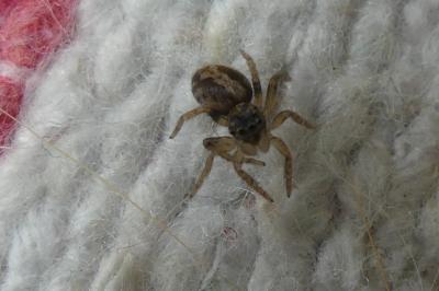 <i>Pseudeuophrys lanigera</i>