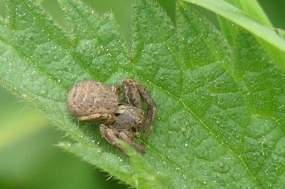 <i>Xysticus</i>