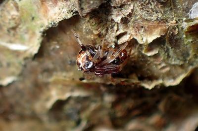 <i>Parasteatoda lunata</i>
