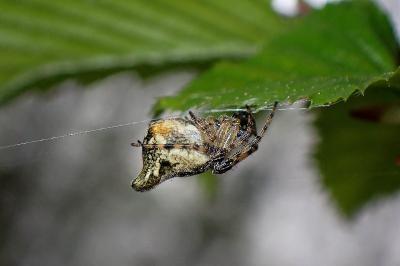 <i>Cyclosa</i>