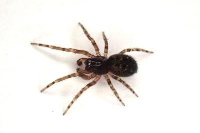 <i>Lathys humilis</i>