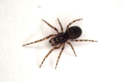 <i>Lathys humilis</i>