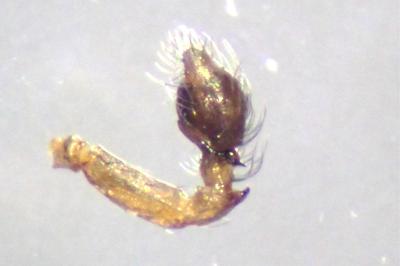 <i>Lathys humilis</i>