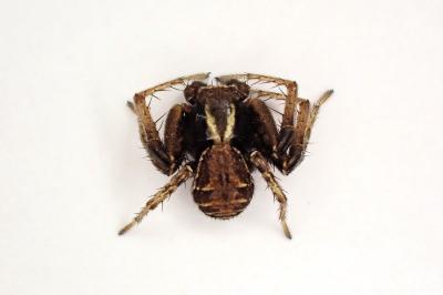 <i>Xysticus cristatus</i>