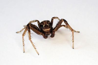 <i>Xysticus cristatus</i>