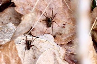 <i>Pardosa</i>