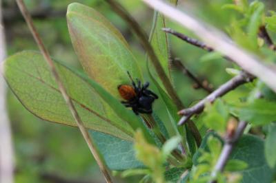 <i>Carrhotus xanthogramma</i>