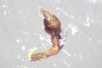 <i>Lathys humilis</i>