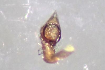<i>Lathys humilis</i>