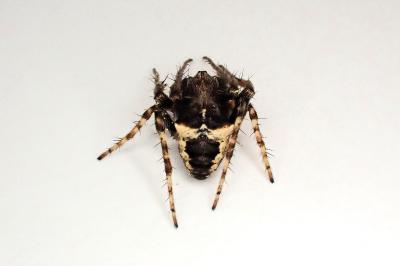 <i>Gibbaranea bituberculata</i>