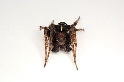 <i>Gibbaranea bituberculata</i>
