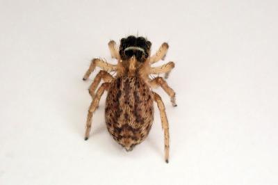 <i>Saitis barbipes</i>