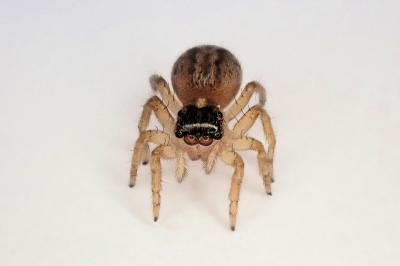<i>Saitis barbipes</i>