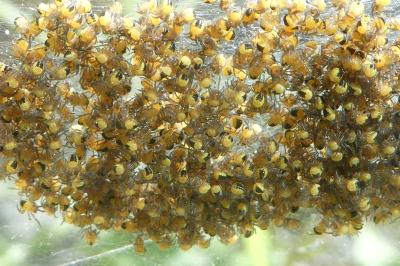 <i>Araneus diadematus</i>