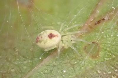 <i>Nigma puella</i>