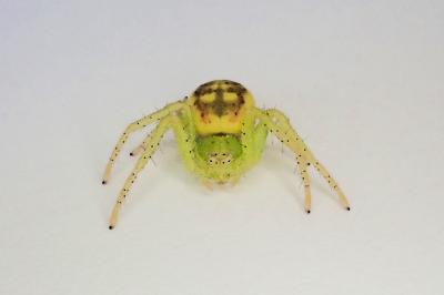 <i>Diaea dorsata</i>