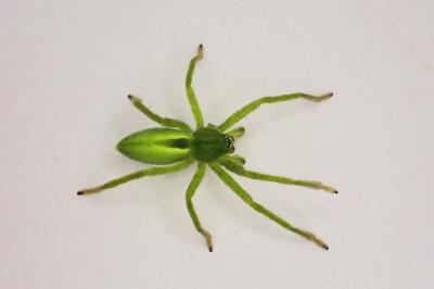 <i>Micrommata virescens</i>