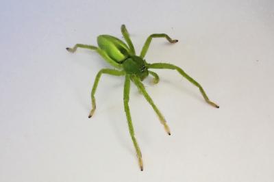<i>Micrommata virescens</i>