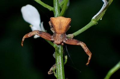 <i>Pistius truncatus</i>