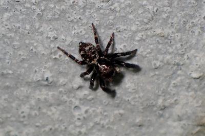 <i>Pseudeuophrys erratica</i>