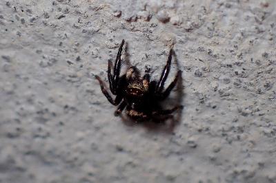 <i>Pseudeuophrys erratica</i>