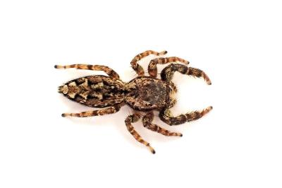 <i>Marpissa muscosa</i>