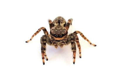 <i>Marpissa muscosa</i>