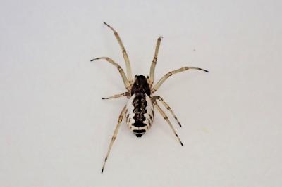 <i>Frontinellina frutetorum</i>