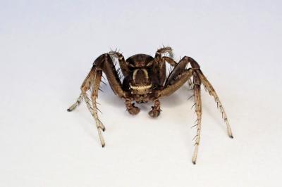 <i>Xysticus cristatus</i>