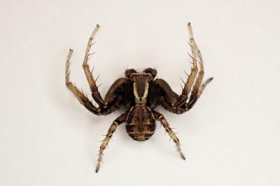 <i>Xysticus cristatus</i>