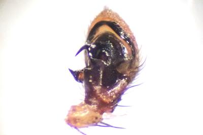 <i>Xysticus cristatus</i>