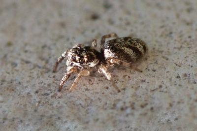 <i>Salticus</i>
