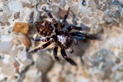 <i>Pseudeuophrys erratica</i>