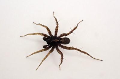 <i>Pardosa hortensis</i>