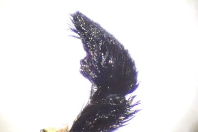 <i>Pardosa hortensis</i>