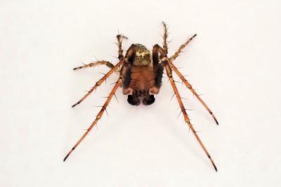 <i>Zilla diodia</i>
