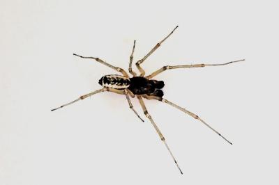 <i>Frontinellina frutetorum</i>