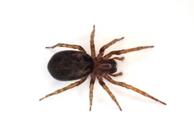 <i>Amaurobius erberi</i>