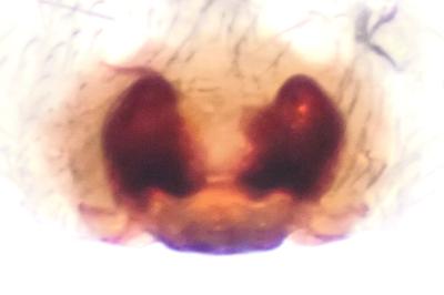 <i>Amaurobius erberi</i>