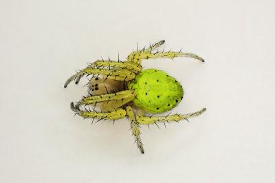 <i>Araniella cucurbitina</i>