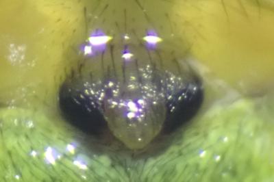 <i>Araniella cucurbitina</i>
