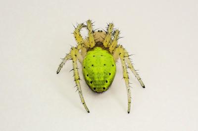 <i>Araniella cucurbitina</i>