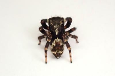 <i>Pseudeuophrys erratica</i>