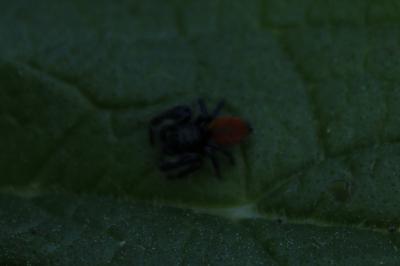 <i>Carrhotus xanthogramma</i>