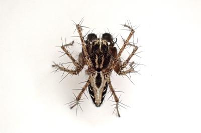 <i>Oxyopes heterophthalmus</i>