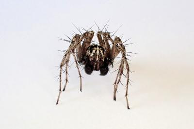 <i>Oxyopes heterophthalmus</i>