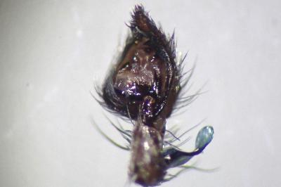<i>Oxyopes heterophthalmus</i>