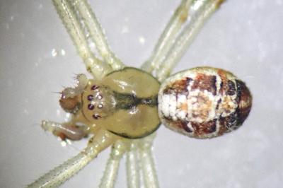 <i>Phylloneta impressa</i>
