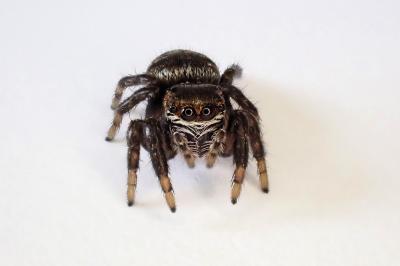 <i>Evarcha arcuata</i>
