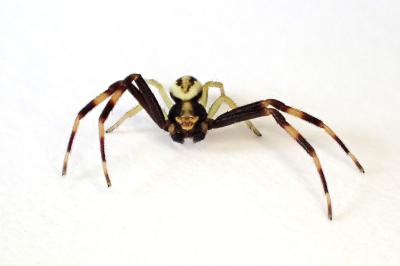 <i>Misumena vatia</i>